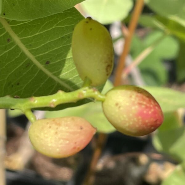 5 X pistachier vera Peters/kerman