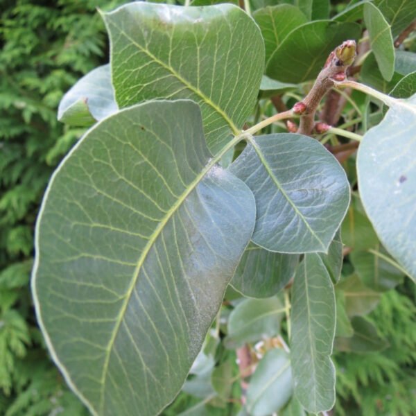 5 X pistachier vera Peters/kerman – Image 5