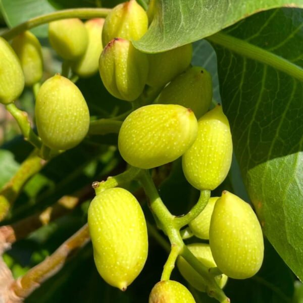 5 X Pistachier vera C-especial/sirora