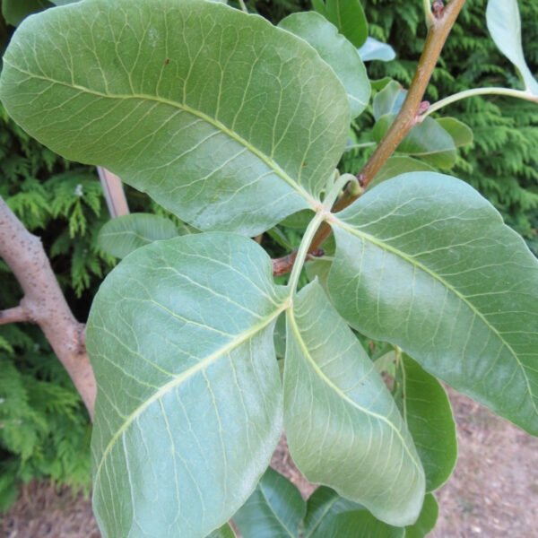 5 X pistachier vera Peters/kerman – Image 2