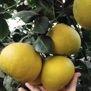 5 X pomélo oroblanco