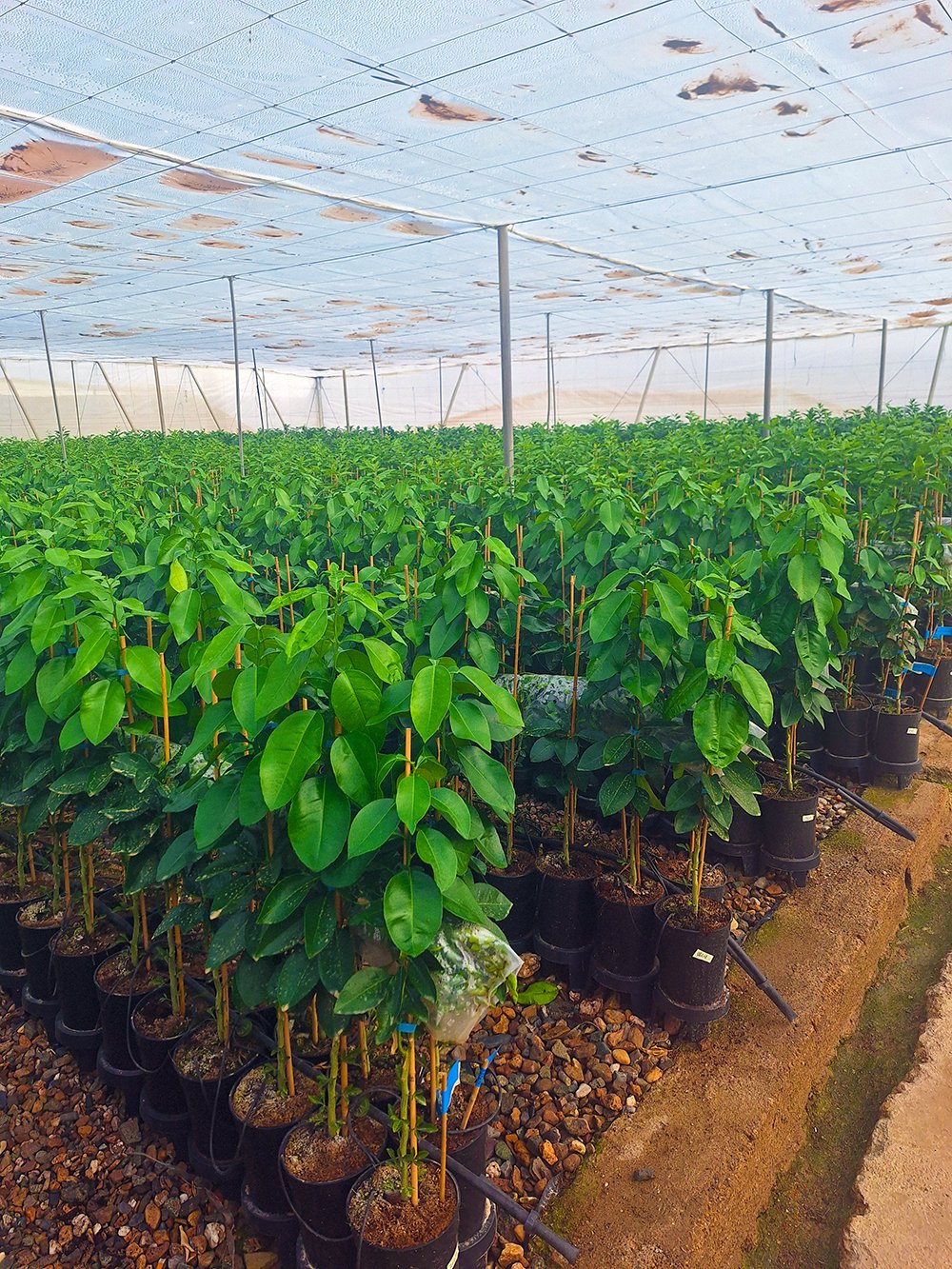 pomélo red blush – Image 2