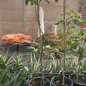 quenettier ou mamoncillo grande taille