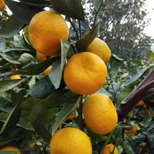 5 X mandarinier satsuma okitsu