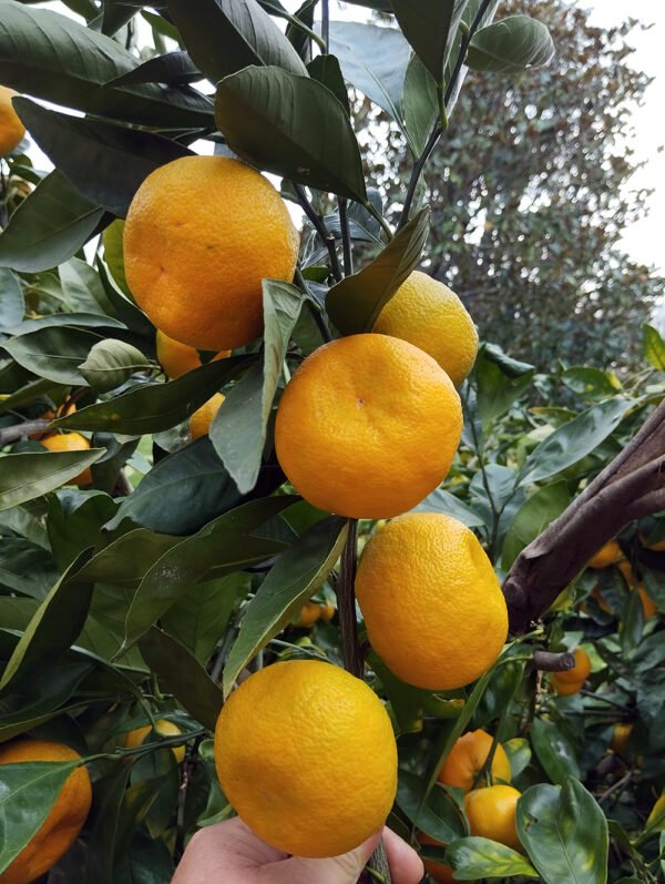 5 X mandarinier satsuma okitsu