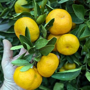 5 X mandarinier satsuma iwasaki