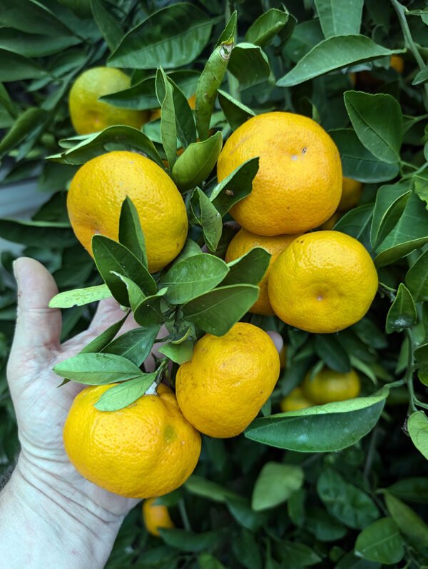 5 X mandarinier satsuma iwasaki