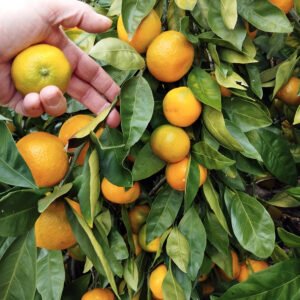 5 X mandarinier satsuma owari