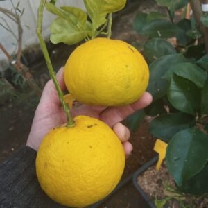 5 X citrus shunkokan