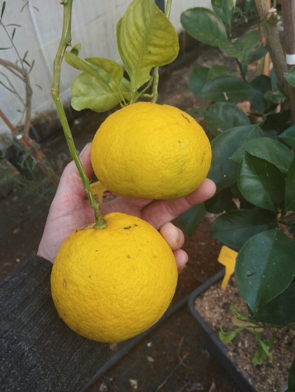 5 X citrus shunkokan
