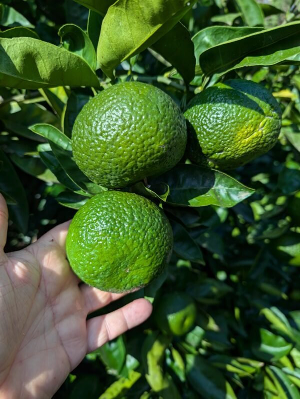 5 X citrus shunkokan – Image 2