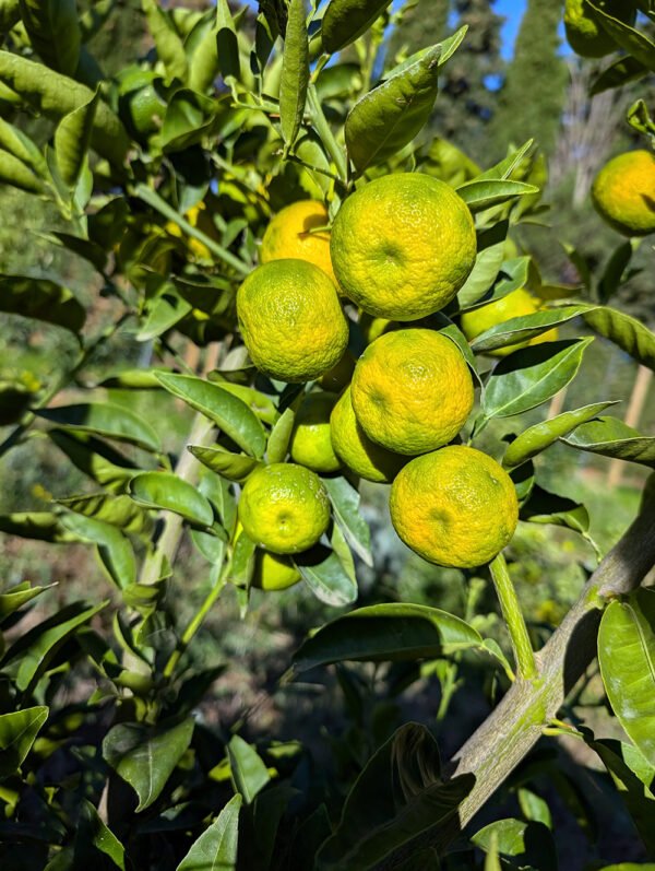 5 X citrus sudachi – Image 2