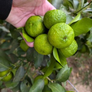 5 X citrus sudachi
