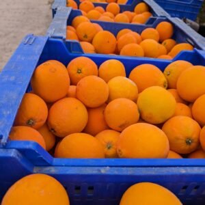 Citrus sinensis Valencia delta