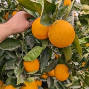 Citrus sinensis Valencia midknight