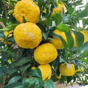 5 X citrus yuzu