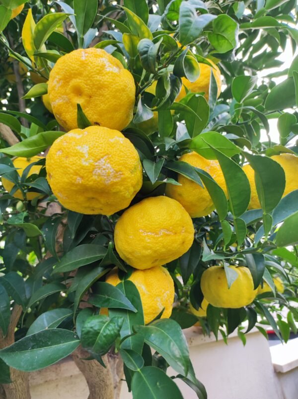 5 X citrus yuzu