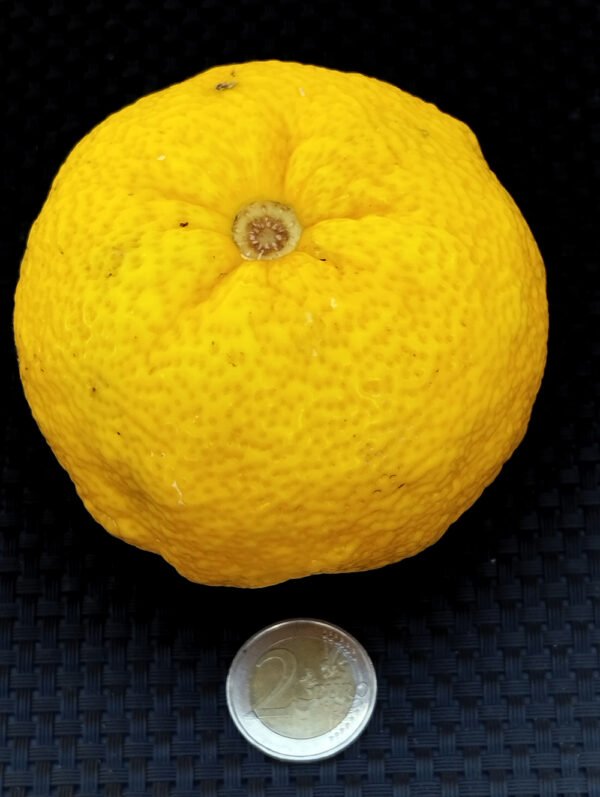 5 X citrus yuzu – Image 3