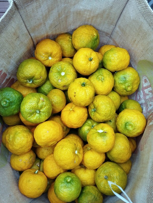 5 X citrus yuzu – Image 2